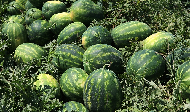 Çiftçilikte üretim planlaması şart
