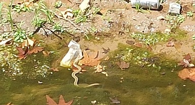 Deredeki yılanlar paniğe neden oldu