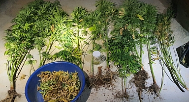 Evin çatısında kenevir bitkisi ele geçirildi