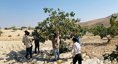 Fıstık hasadı başladı