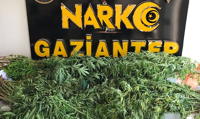 Gaziantep'te 267 kök kenevir ele geçirildi