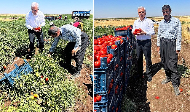 Gök neden diyerek sordu: Domates tarlada 3 lira, markette 14 lira