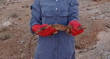 Nesli tükenmekte olan çöl varanı kurtarıldı