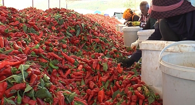 Parayı acı çekerek kazanıyorlar