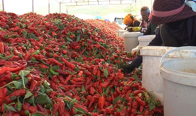 Parayı acı çekerek kazanıyorlar
