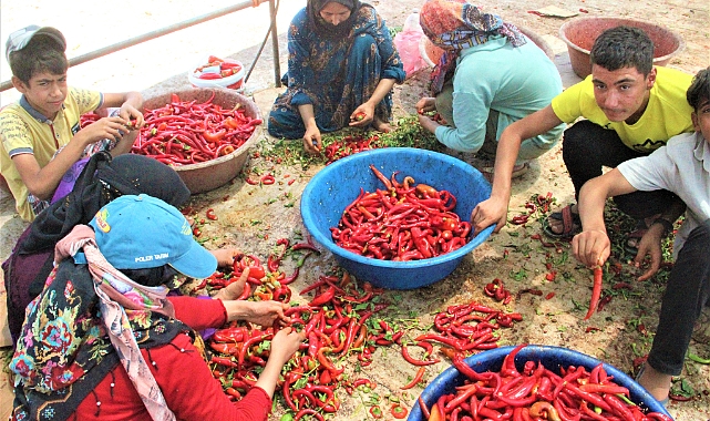 Şanlıurfa'da isot hasadı başladı
