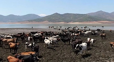 Sıcaklardan bunalan hayvanlar baraj suyunda serinliyor