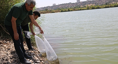 Su kaynaklarına 2 milyon sazan balığı bırakıldı
