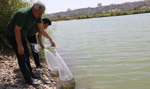 Su kaynaklarına 2 milyon sazan balığı bırakıldı