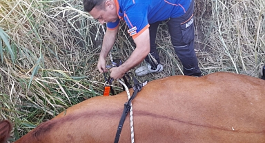 Sulama kanalına düşen inek afad ekiplerince kurtarıldı