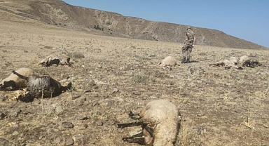 Şüpheli şahıslar bilinmedik nedenle rastgele ateş açtılar 20 koyun yaralandı