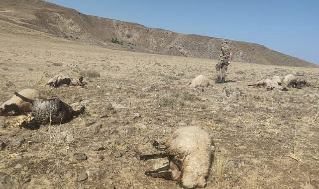 Şüpheli şahıslar bilinmedik nedenle rastgele ateş açtılar 20 koyun yaralandı