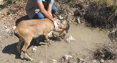 Sürüye karışan yaban keçisi doğaya bırakıldı