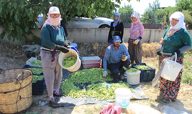Tarlada çalışan kadınların sitem dolu sözleri
