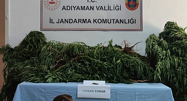 Tarlasına kenevir bitkisi eken şahıs gözaltına alındı