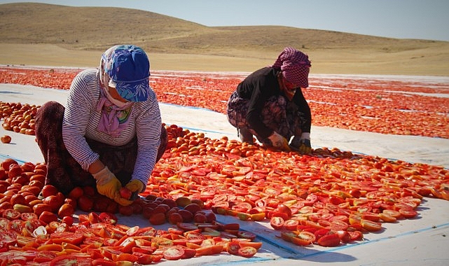 Urfalı ortakların ürettiği domatesler ihraç ediliyor