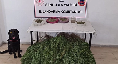 Viranşehir'de esrar ve kenevir ele geçirildi!