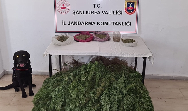 Viranşehir'de esrar ve kenevir ele geçirildi!
