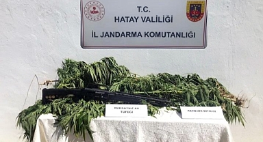 Zeytin bahçesine kenevir eken kişi gözaltına alındı