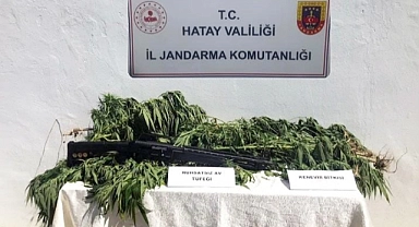 Zeytin bahçesine kenevir eken kişi gözaltına alındı