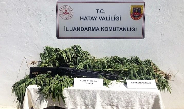 Zeytin bahçesine kenevir eken kişi gözaltına alındı