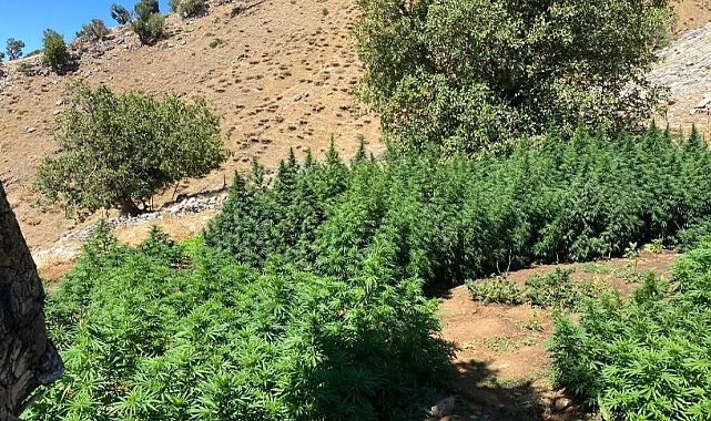 3 milyon kök kenevir bitkisi ele geçirildi