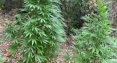 322 kök kenevir bitkisi ele geçirildi