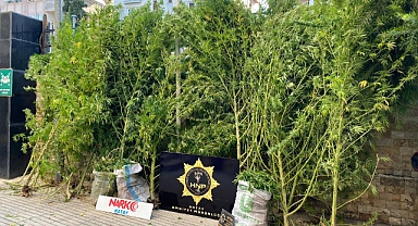 36 kök Hint keneviri ve esrar ele geçirildi!