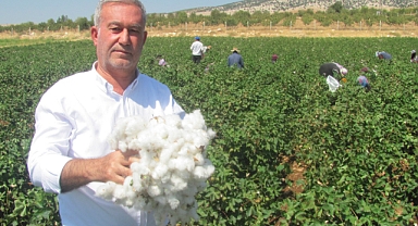 Araban Ovası’nda beyaz altın hasadı başlandı