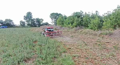 Ayçiçeği değil kenevir tarlası: 107 bin kök ele geçirildi