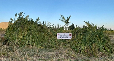 Ayçiçek ve mısır tarlaları arasında 1 milyon kök kenevir ele geçirildi