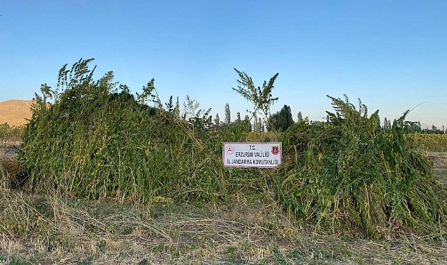 Ayçiçek ve mısır tarlaları arasında 1 milyon kök kenevir ele geçirildi