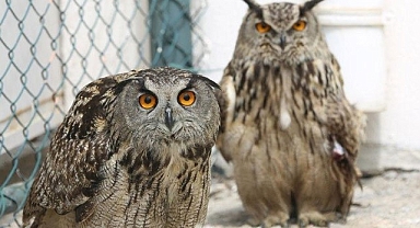 Binlerce yaban hayvanı, tedavi edildi