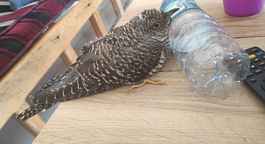 Bitkin halde bulunan Guguk kuşu ekiplere teslim edildi