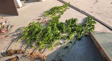 Evinin çatısında kenevir yetiştiren şüpheli gözaltına alındı