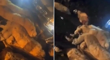 Hilvan'da otomobil sürüyü ezdi!