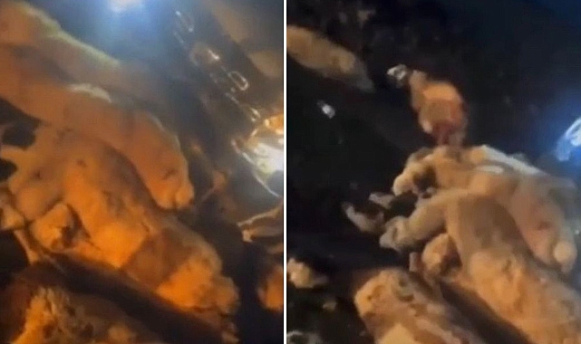 Hilvan'da otomobil sürüyü ezdi!