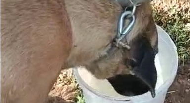 İtfaiye ekipleri kayalıklara sıkışan köpeği kurtardı