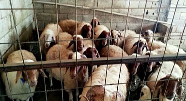 Jandarmadan dolandırıcılara dev operasyon