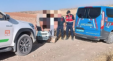 Kaçak avcılara göz açtırılmıyor