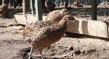 Nesli tehlikede olan 340 bin 411 sülün üretilerek doğaya salındı