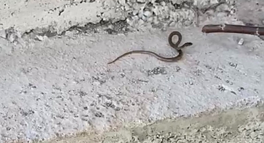 Önce oynadı sonra doğaya bıraktı