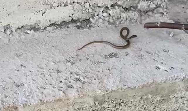 Önce oynadı sonra doğaya bıraktı