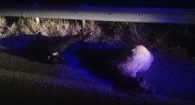 Otomobilin çarptığı keçiler telef oldu