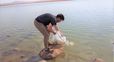 Şırnak’taki barajlar sazanla canlanıyor