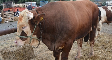 Sözleşmeli besicilik ile üreticilere pazar ve fiyat garantisi sunulacak