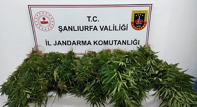 Suruç’ta kök kenevir bitkisi ele geçirildi