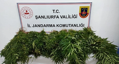 Suruç’ta kök kenevir bitkisi ele geçirildi