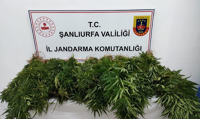 Suruç’ta kök kenevir bitkisi ele geçirildi