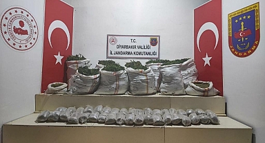 Terör örgütüne darbe: 1 milyon kök kenevir ele geçirildi